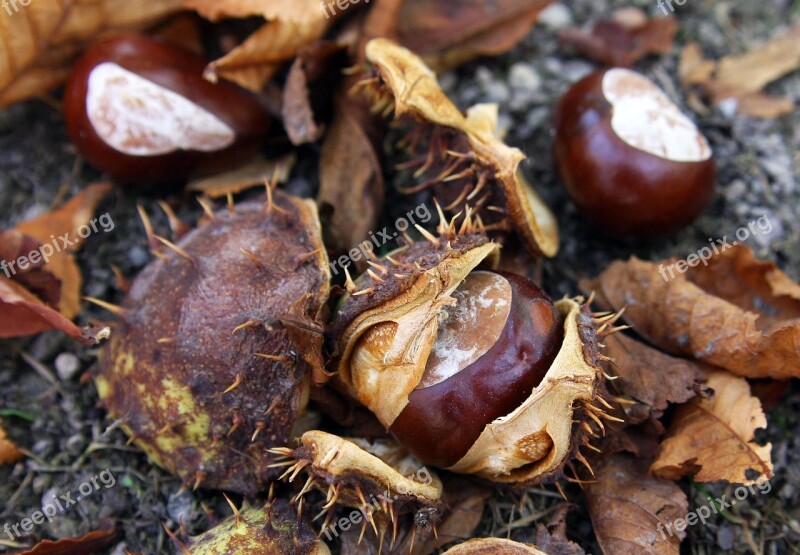 Chestnut Autumn Forest Nature Tree