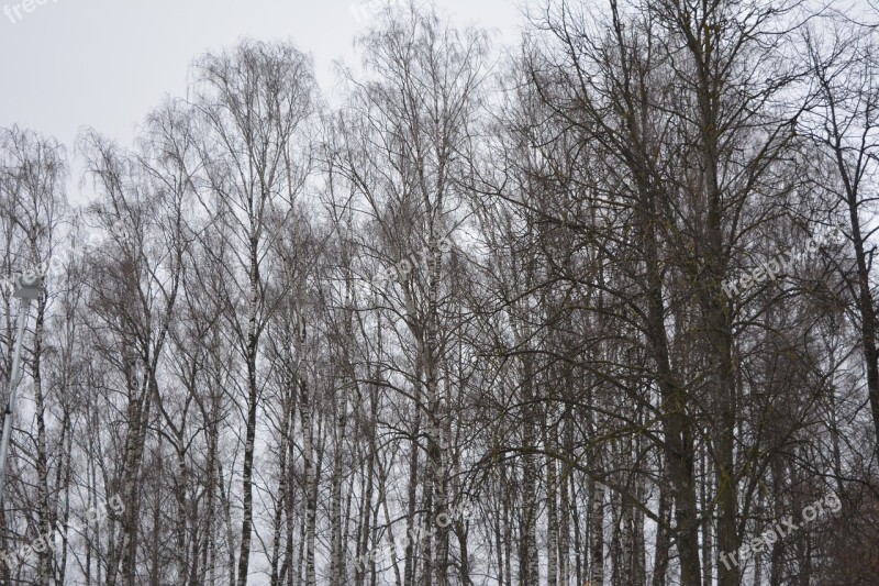 Trees Trees In Winter Trees Without Leafs Naked Trees Free Photos