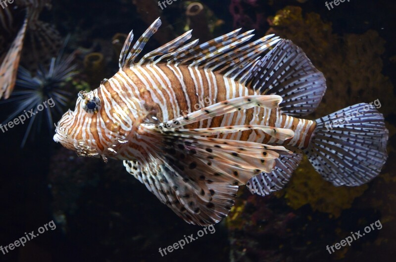 Fish Aquarium Underwater Dangerous Lionfish