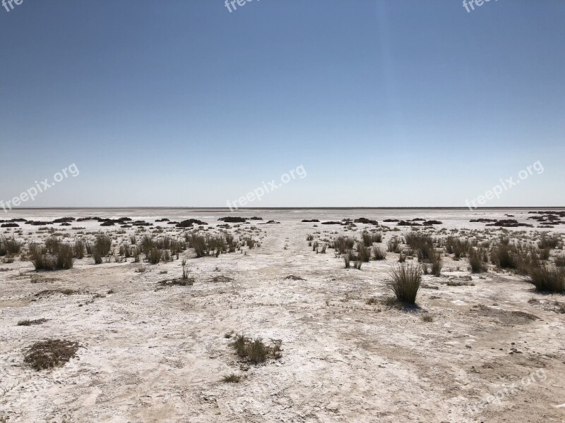 Etosha Africa Safari Lion Nature