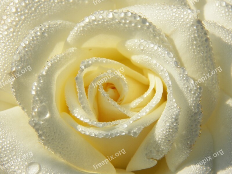 White Rose From Nature Squares Free Photos