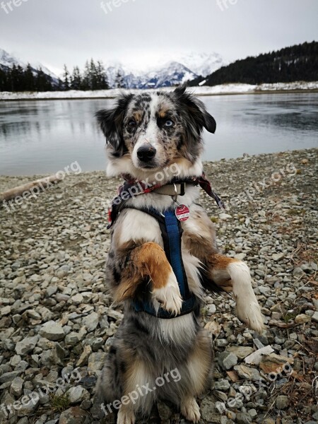 Dog Pet Australian Shepherd Lake Mountains