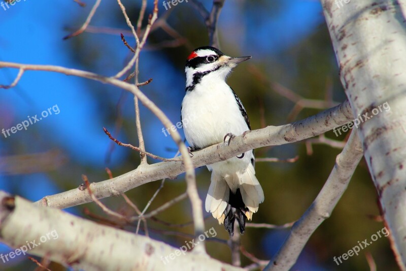 Birds Bird Watching Hairy Woodpecker Male Tree