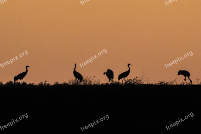 Spain Extremadura Common Crane Bird Wildlife