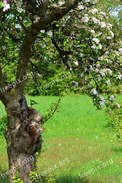 Apple Blossoms Apple Tree Spring Flowers Apple Blossom