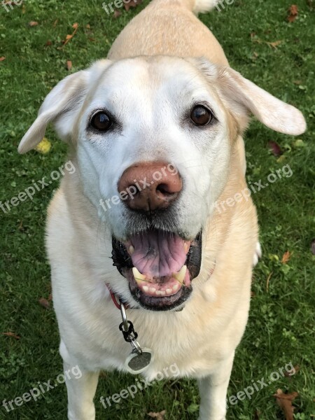 Dog Puppy Labrador Stewartirvine Sandy