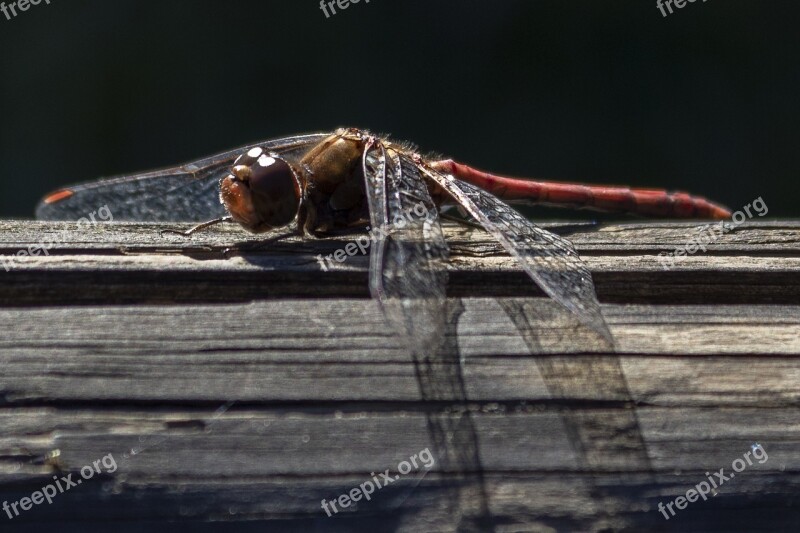 Dragonfly Animal Insect Nature Ali