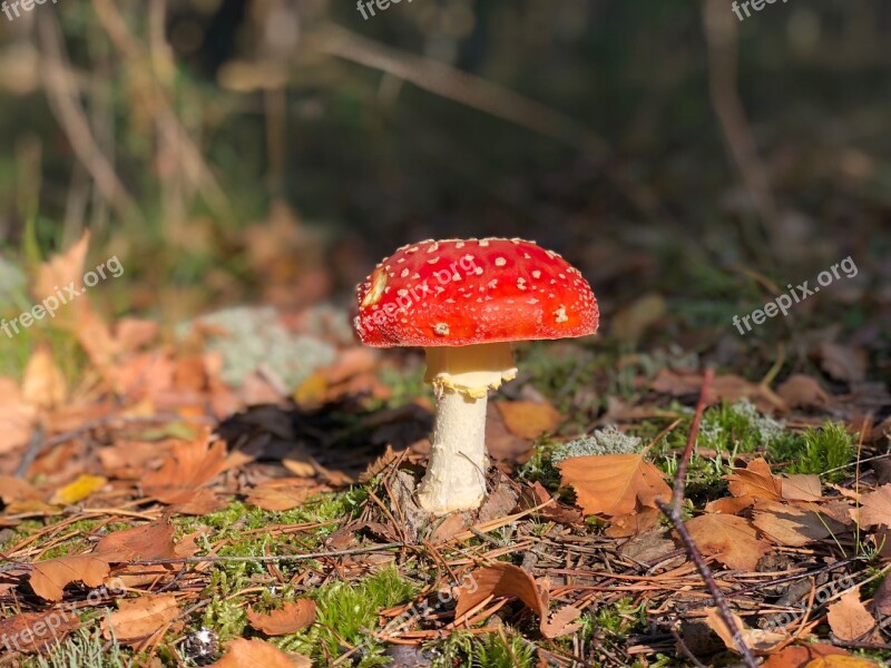 Mushroom Deadly Poison Wild Red