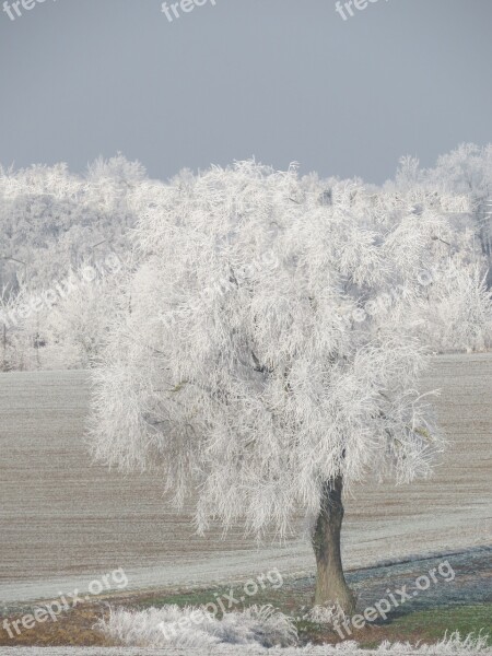 Winter Snow Regensburg Tree Free Photos