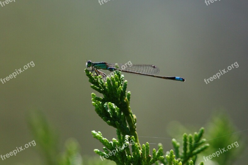 Dragon Fly Blue Insect Nature Kyoto