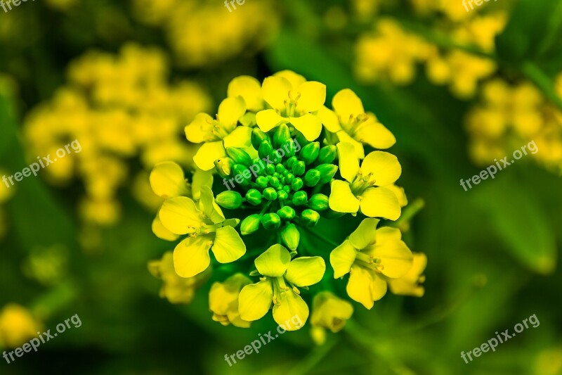 Spring Rape Flowers Yellow Landscape Plants