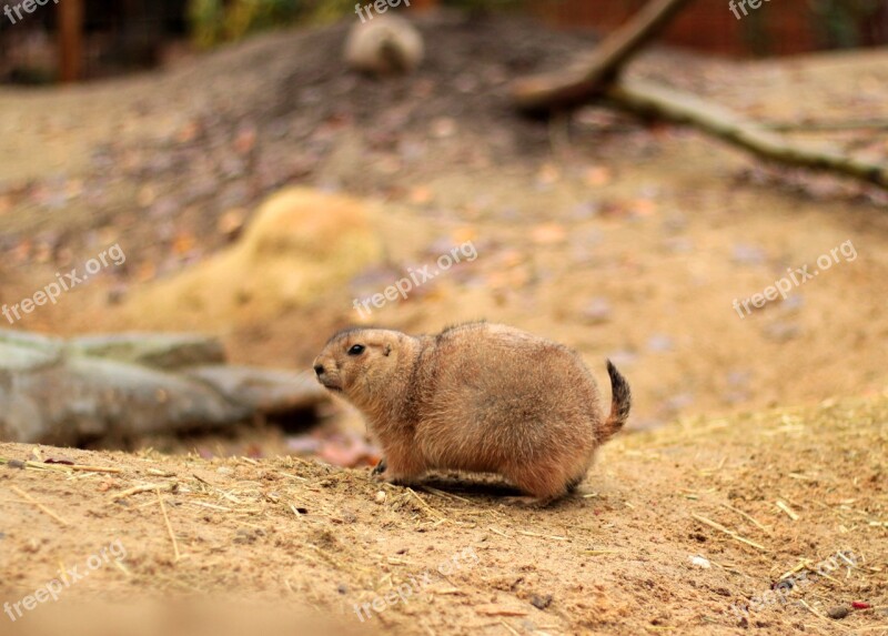 Prairie Dog Brown Rodent Zoo Cute