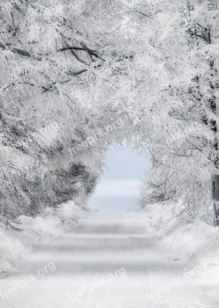 Tunnel Wood Nature Light Road