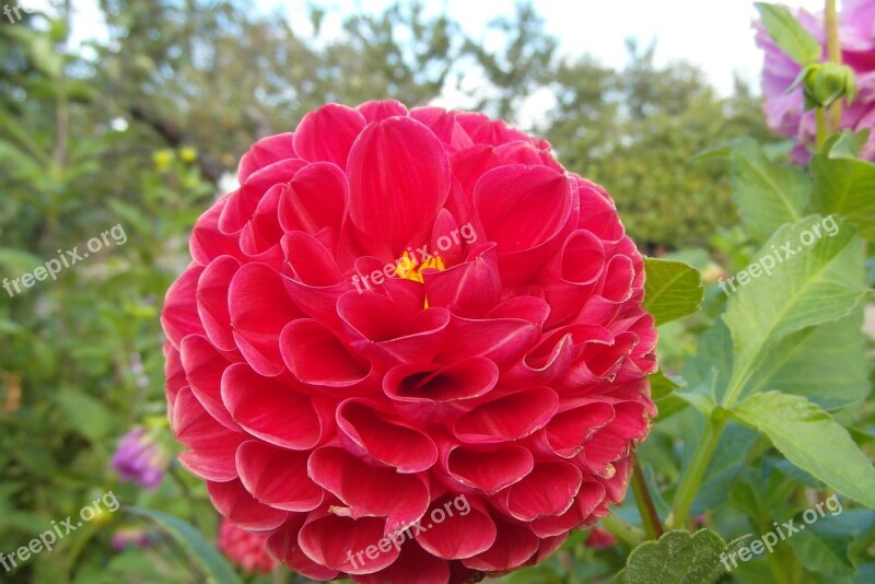 Dalia Flower Red Garden Petals