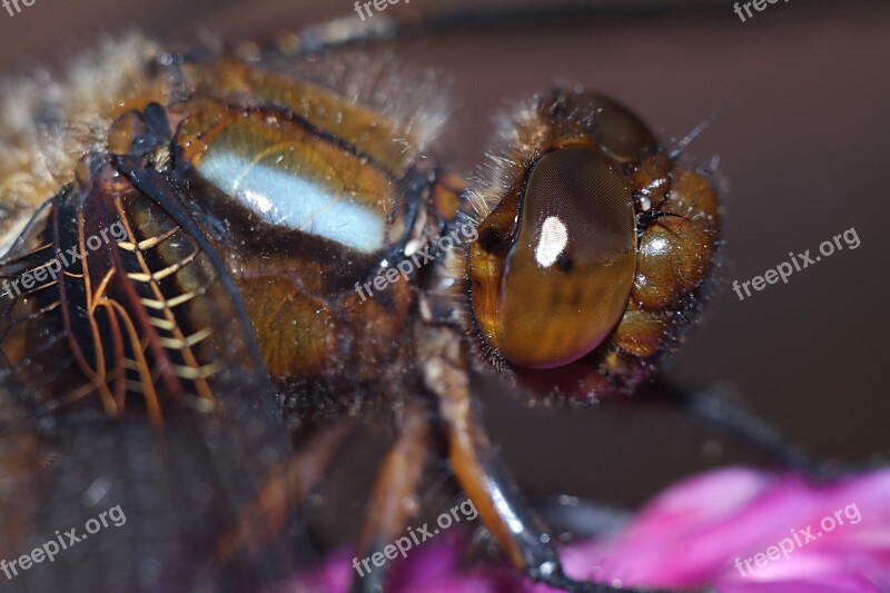 Ważka Insect Macro Nature Dragonflies