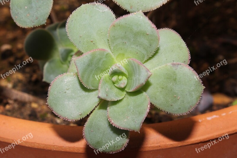 He Aeonium Crass Succulent Plant Leaf