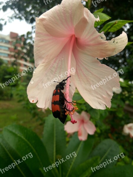 Red Bug Mylabris Pustulata Hycelus Arthropoda