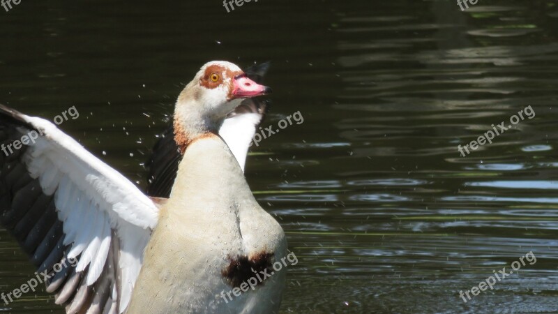 Nile Goose Goose Duck Bird Water