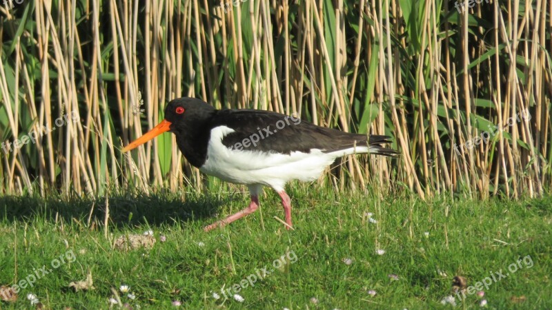 Oystercatcher Bird Nature Stilt-walker Bonte Piet