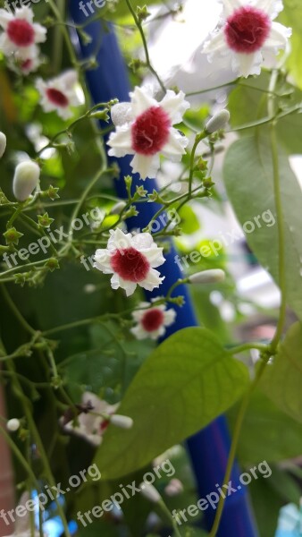 Small Flower White Nature Bloom Leaf