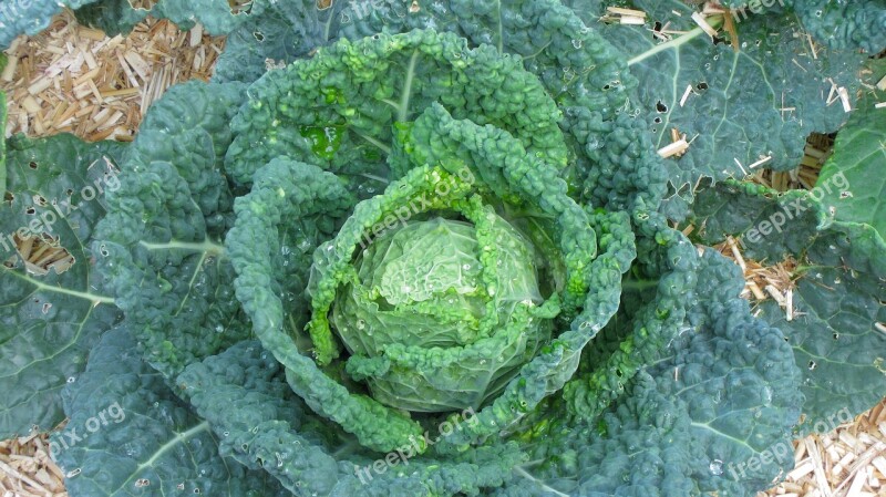 Green Cabbage Vegetable Kitchen Garden Cabbage Raw Cabbage