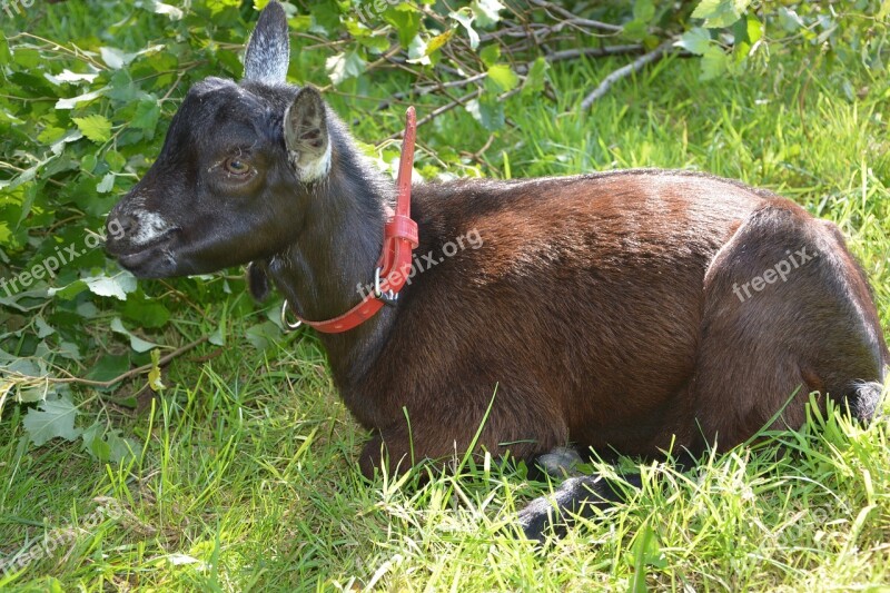 Goat Kid Lounging Nature Animal