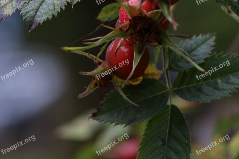 Rose-hip Herb Growth Plant Nature