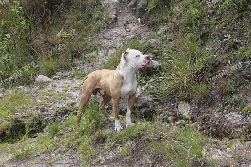 Pitbull Dog Beastmode Animal Puppy