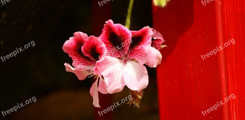 Flower Flora Delicate Flower Garden Colombia