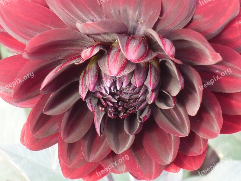 Dahlia Flower Blossom Bloom Dark Red