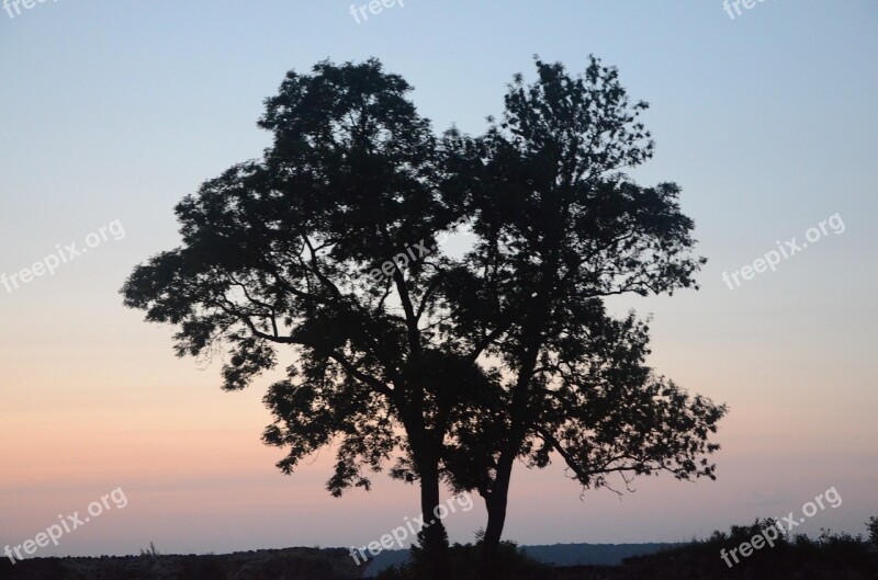 Tree Against Day Forest Evening Branches