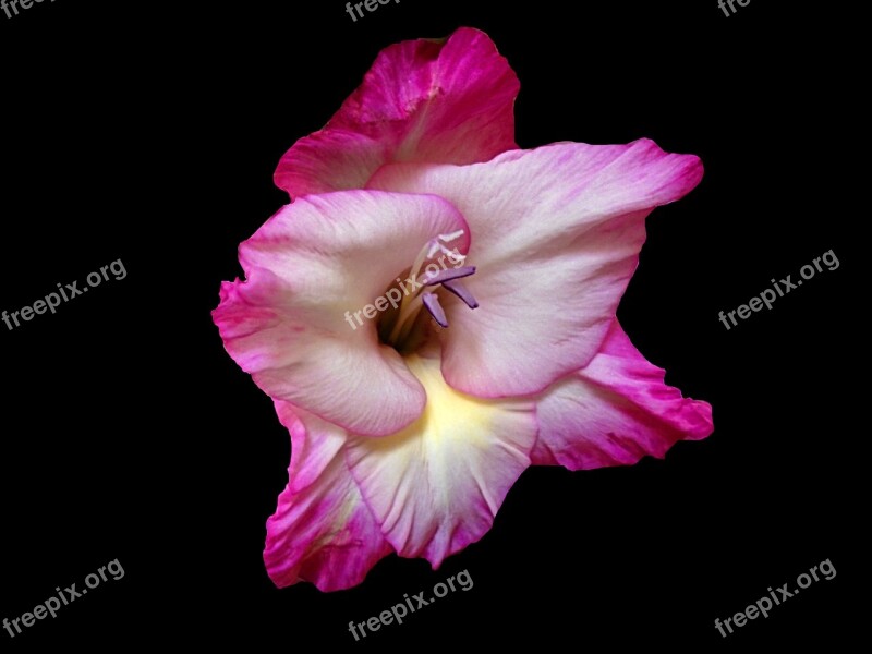 Gladiola Flower Petal Summer Pink