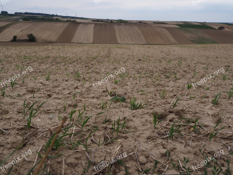 Field Agriculture Movement Nature Cereals