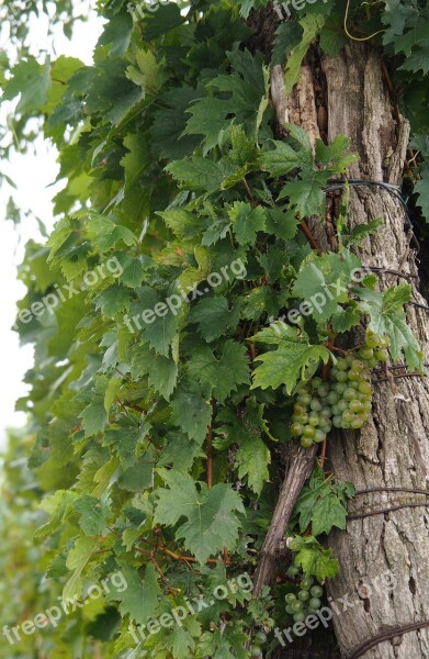 Vine Grapevine Wine Winegrowing Vineyard