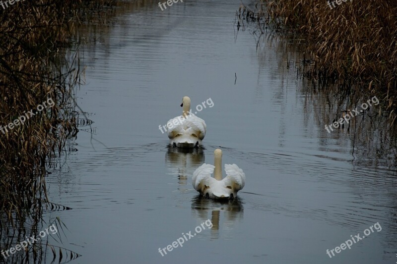 Swan Bird Wild Birds Water Bird Swans