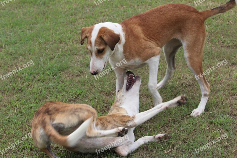 Dogs Canis Familiaris Canine Indian Breed Playful