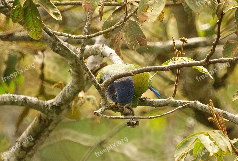 Parrot Ave Bird Bird Watching Green