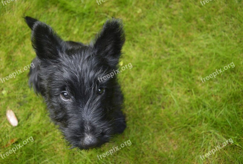 Dog Puppy Cute Scottish Terrier Soft