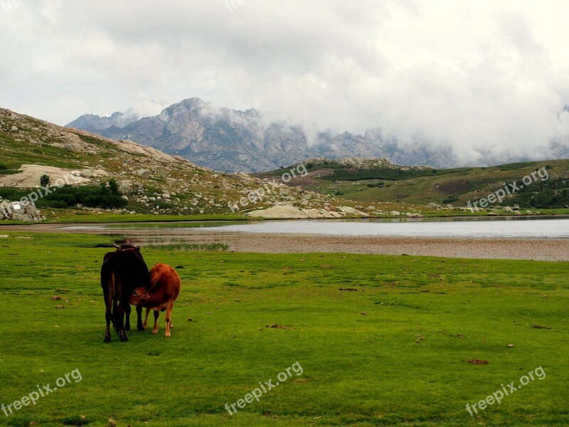 Nature Corsica France Cows Mountains