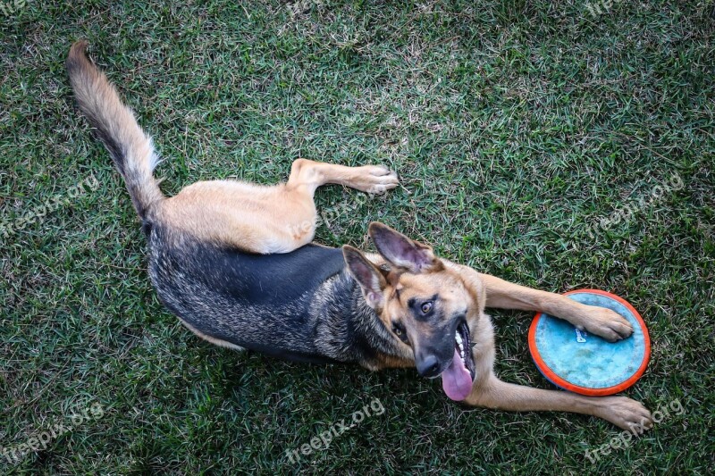 German Shepherd Dog Frisbee Canine Purebred