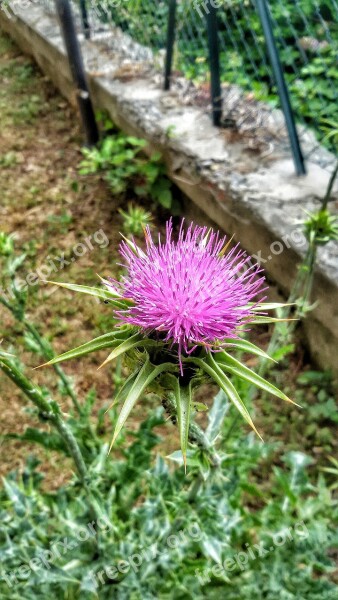 Thistle Milk Thistle Flower Rosa Thorns