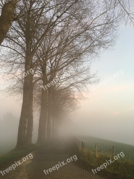 Road Foggy Trees Free Photos