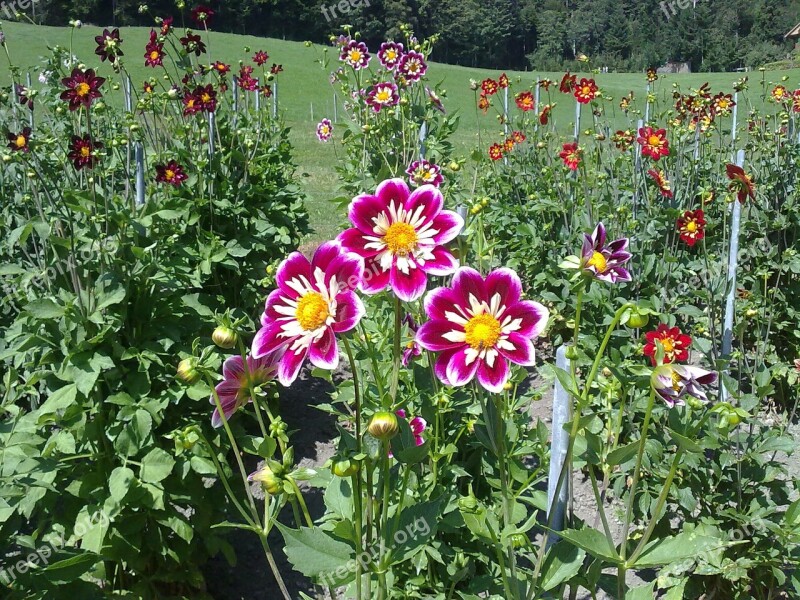 Dahlias Garden Autumn Flower Free Photos