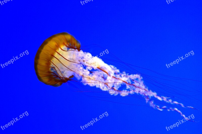 Jellyfish Aquarium Schirmqualle Float Zoo