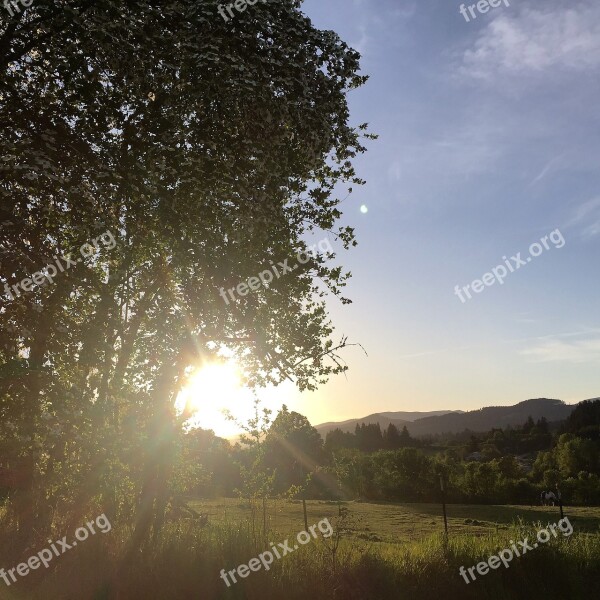 Field Sunshine Tree Green Nature