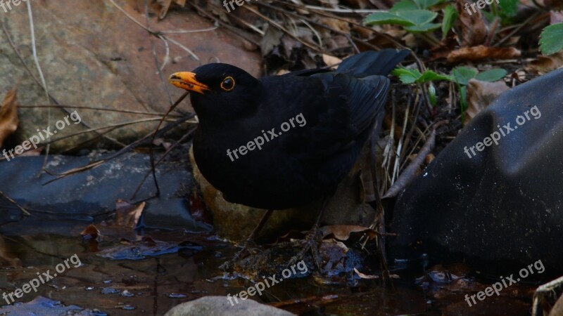 Natural Bird Summer Blackbird Free Photos