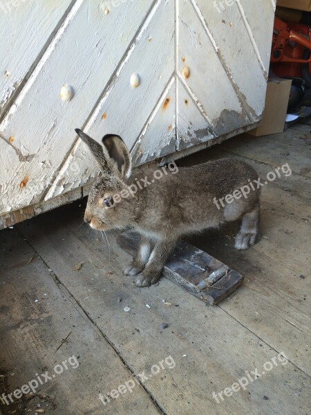 Hare Rabbit Wild Animal Stabbur Nature