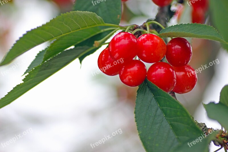 And Cherries Cherries Fruit Pulp Of