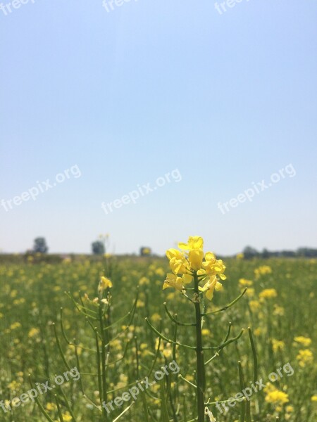 Rape Flowers Rapeseed Sky Field Yellow