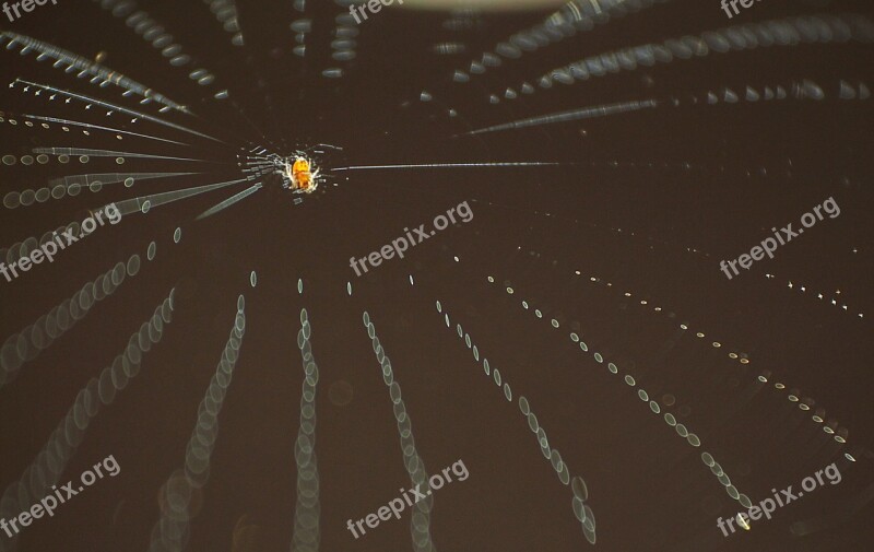 Spider Web Insect Socket Free Photos